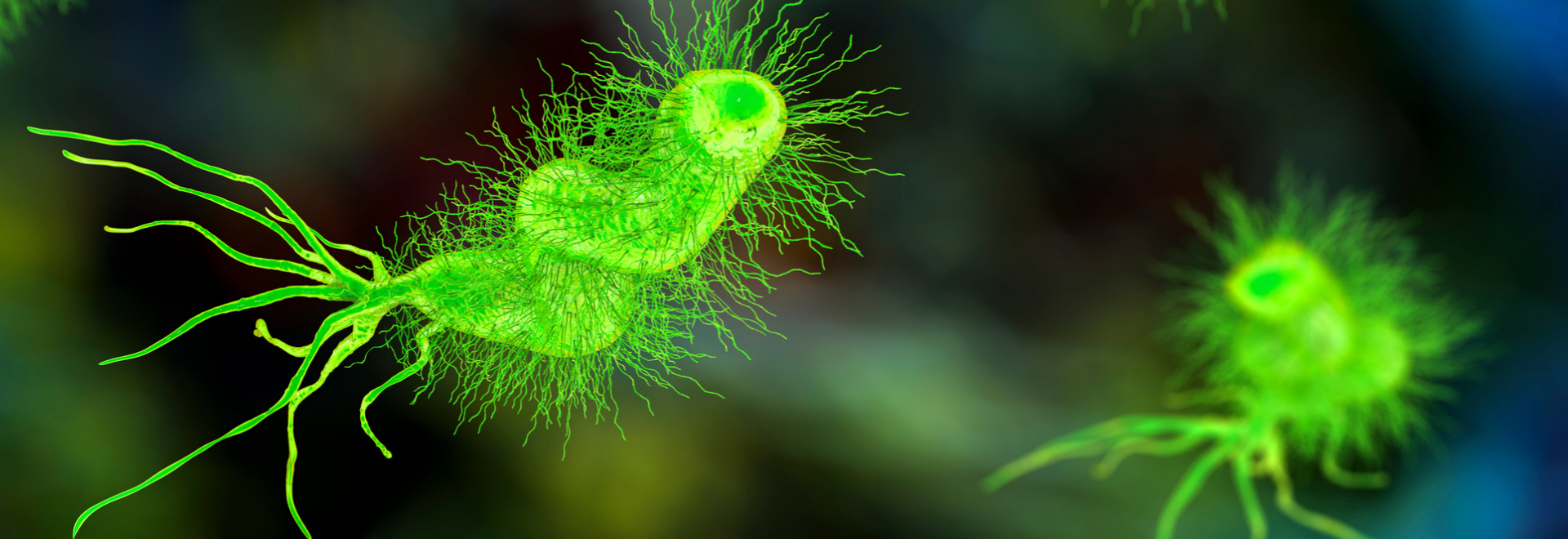helicobacter-pylori-infection-causes-symptoms-treatment