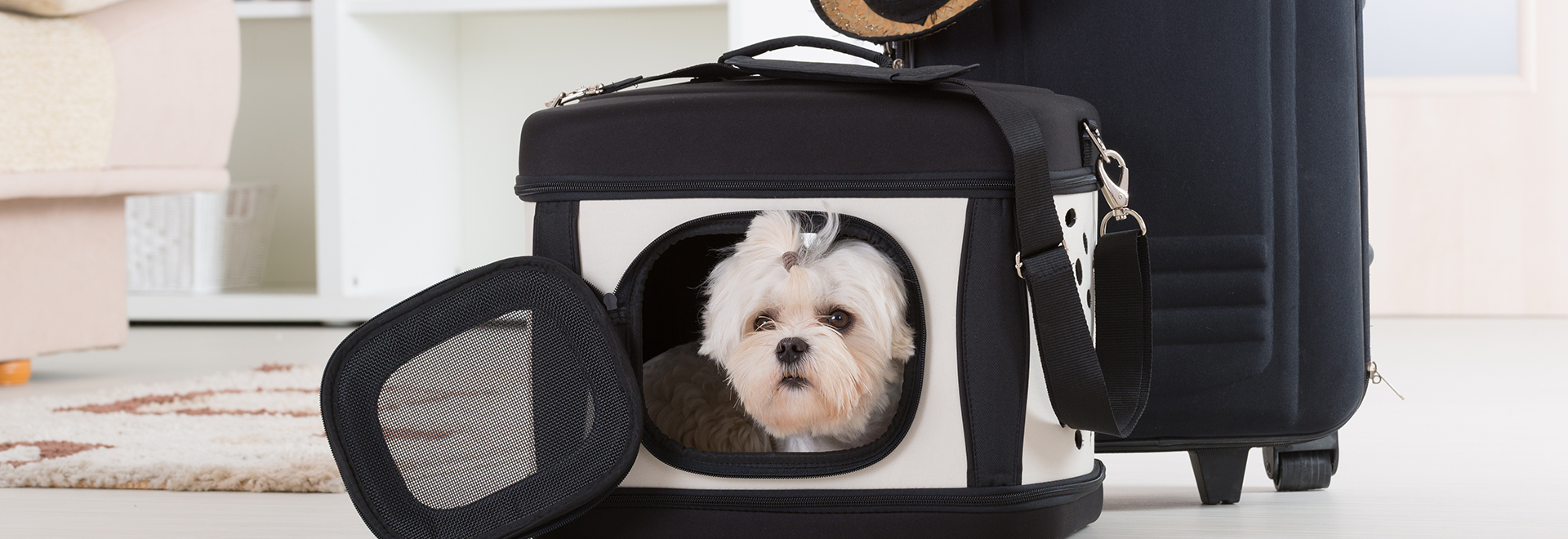 pet-travel-cost-preparation