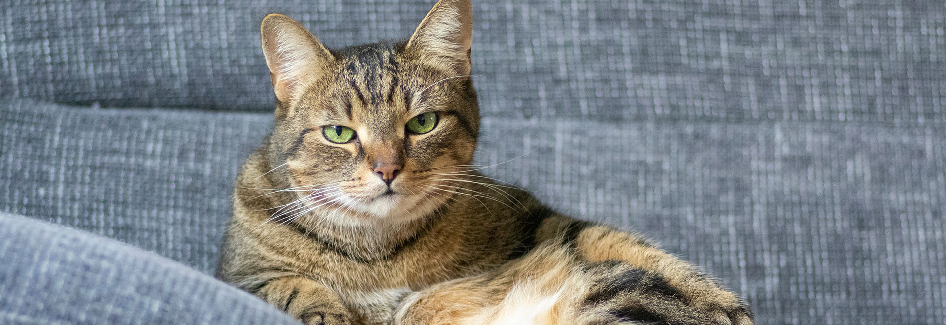 overweight-cats-health-risks-prevention-and-weight-loss-diet